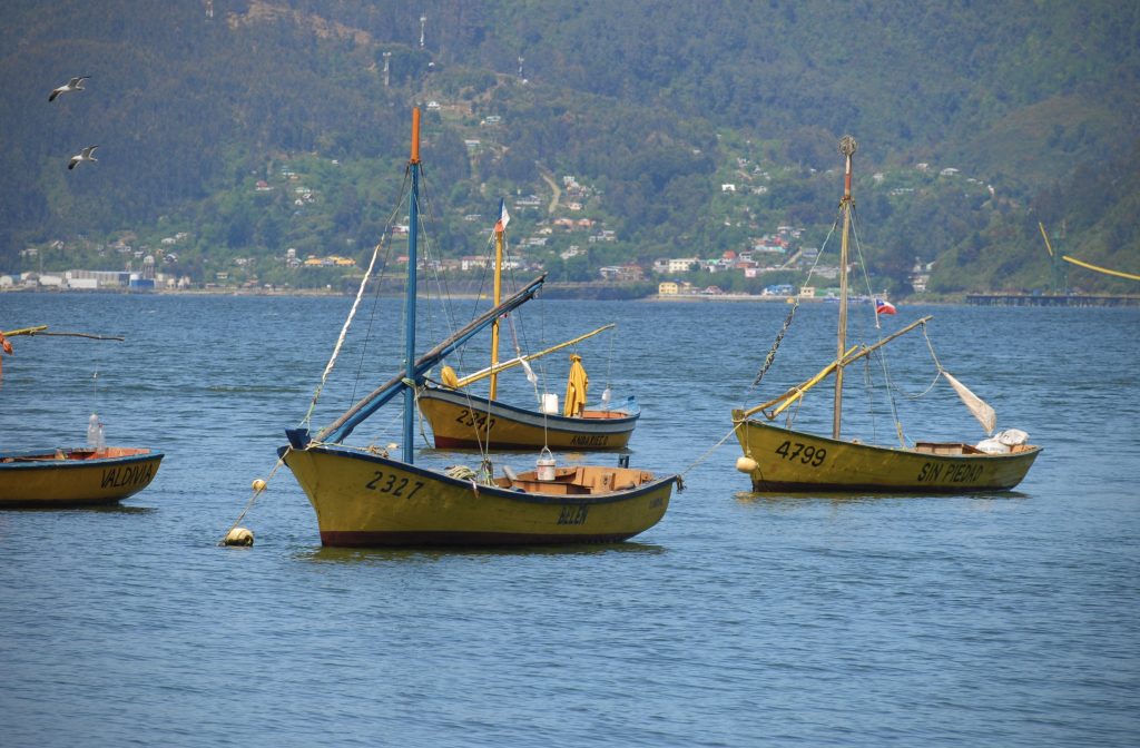 Adelantan en casi dos meses la temporada de captura de bacalao en la Región de Los Ríos