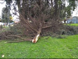 Podaron árboles en plaza de Río Bueno para evitar fecas de aves: SAG suspendió faenas porque eran especies protegidas