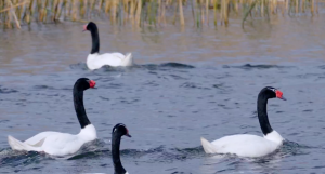 Imágenes captan el momento en que un lobo marino ataca cisne de cuello negro