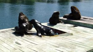 CONAF y SERNAPESCA constatan en el Santuario Carlos Anwandter presencia de lobos marinos y cadáveres de cisnes