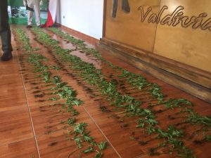 Incautaron en Valdivia más de 400 plantas de Cannabis: No hay registro de una incautación similar en la región