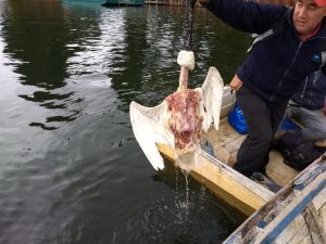 En Valdivia realizarán foro para informar a la comunidad sobre conflicto de lobos marinos y cisnes de cuello negro