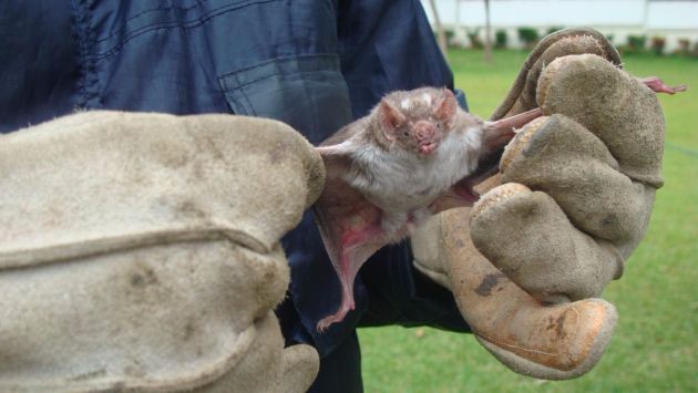 La SEREMI de Salud en Los Ríos confirmó nuevo caso de murciélago positivo a Rabia en La Unión