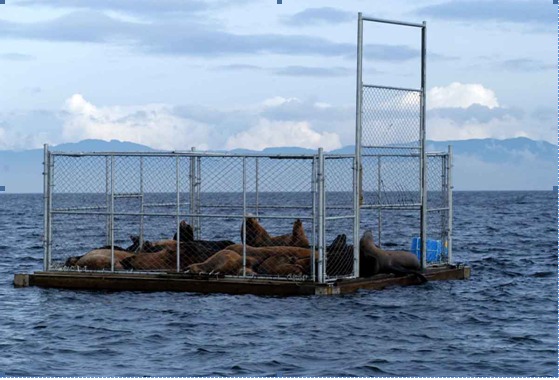 Hasta el zoológico Buin Zoo trasladarían a lobos marinos que atacan a cisnes de cuello negro en Valdivia