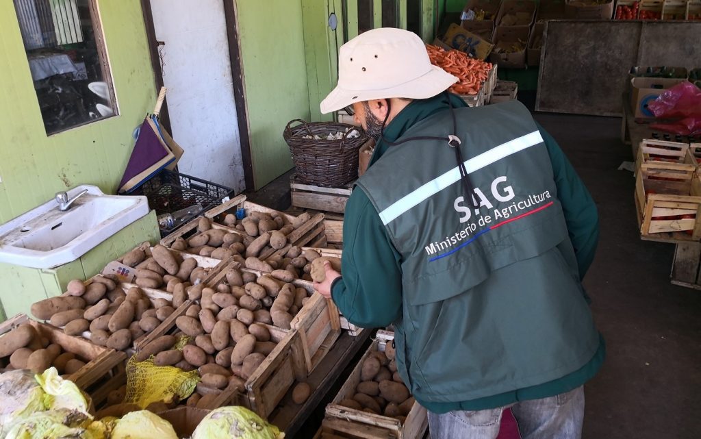 SAG ha decomisado más de un millón de kilos de papa en la Región de Los Ríos durante 2018