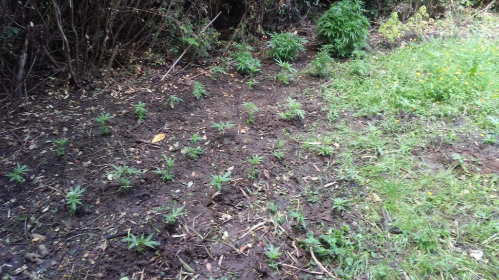 Detienen a hombre que en el patio de su casa tenía 105 plantas de marihuana