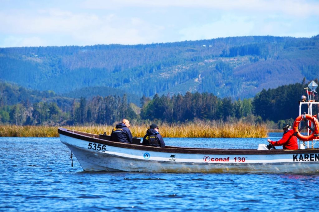 En diciembre se espera que logren sacar finalmente a lobos marinos que atacan a cisnes de cuello negro