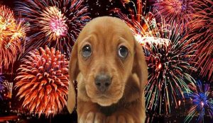 Cuidados y precauciones que debes tener con tus mascotas durante los fuegos artificiales