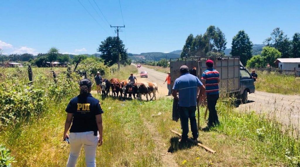 PDI recuperó en Mariquina una veintena de vacunos que habían sido robados a un agricultor