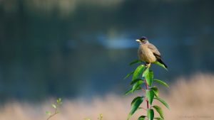 Centro de Humedales de Valdivia trae la tercera versión de su concurso de avistamiento de aves