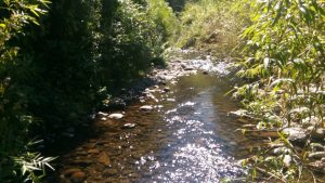 Municipio de Los Lagos se sumará a acciones legales acusando a agrícola de contaminar agua en sector Las Juntas