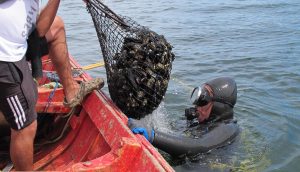 Los Ríos: Seremi de Salud llama a comprar mariscos y pescados en lugares autorizados