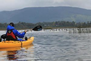 Actividad “Kayakeando por los Humedales” regresa de manera gratuita a Valdivia