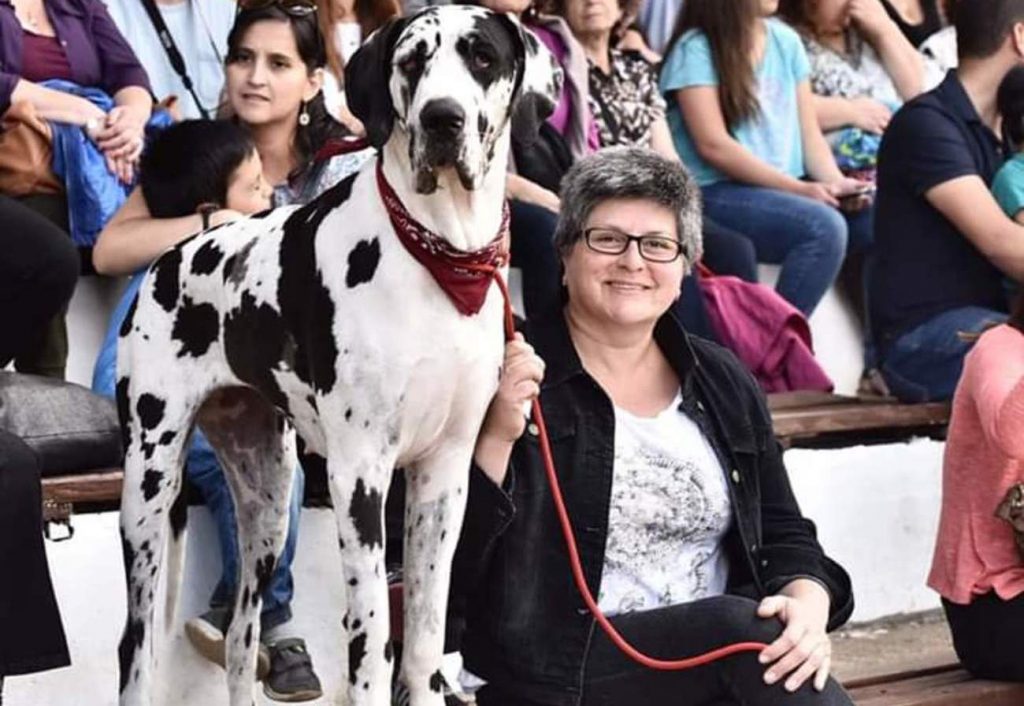 Festival de Canes 2019: Vacunas e instalación de microchip marcan la actividad en Valdivia