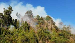 Sólo un incendio forestal se mantiene "activo" en Los Ríos