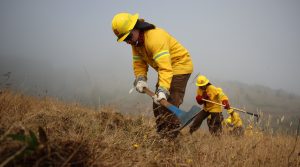 Cinco incendios forestales han consumido 349 hectáreas de vegetación en Los Ríos