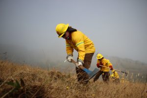 Declaran Alerta Amarilla en tres comunas de Los Ríos por incendios forestales