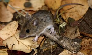 Confirman octavo caso de Hantavirus en lo que va del 2021 en Los Ríos