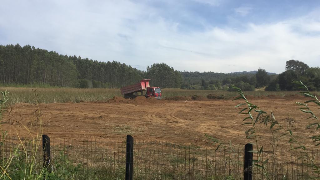 Red de Humedales enfrenta a la Municipalidad de Valdivia por rellenos en Humedal Angachilla