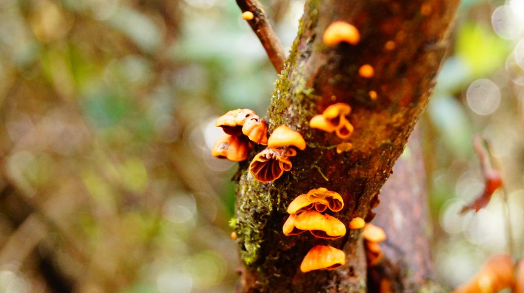 FungiFest, el Festival de los Hongos se prepara para celebrar su cuarta versión en Valdivia