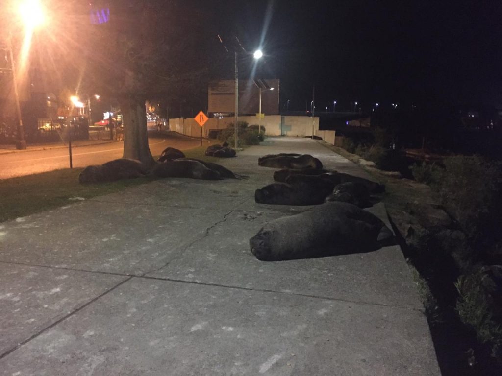 SERNAPESCA descarta aumento de lobos marinos en Valdivia ante desplazamiento de ejemplares a veredas y calles