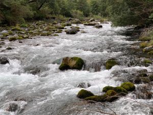 Norma secundaria para la cuenca del Río Valdivia sería presentada este año ante el Consejo de Ministros