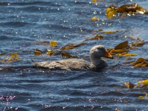 “DondeLaViste”: La novedosa aplicación para compartir avistamientos de fauna marina desarrollada por la UACh