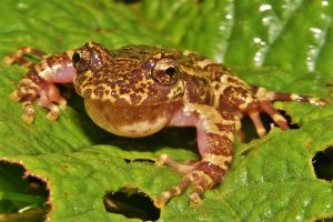 Sapos y ranas serán los protagonistas de la “Fiesta de los Anfibios” que se realizará en Valdivia