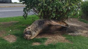 SERNAPESCA aclaró que se detectaron lobos marinos en Valdivia con lesiones cutáneas provocadas por un virus