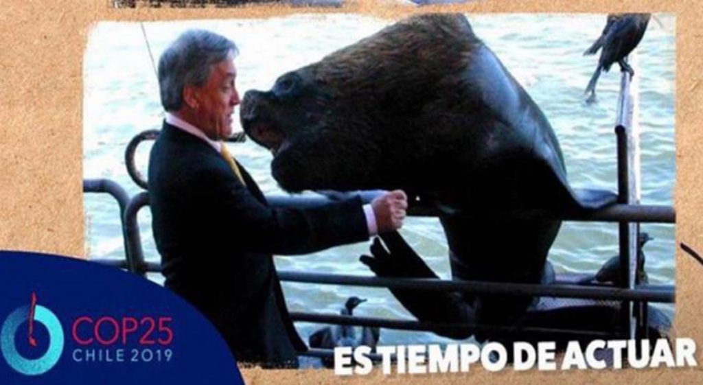 Día del Medio Ambiente: Presidente Piñera recordó cercano encuentro con lobo marino en Valdivia