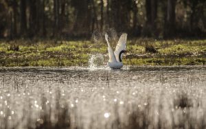 Científicos de la UACh: No hay evidencia que muerte de cisnes esté asociada a pérdida de luchecillo