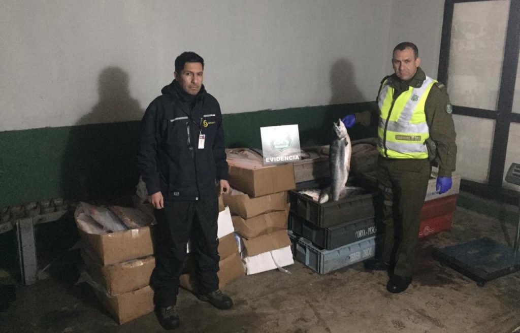 Los Ríos: Decomisan una tonelada de salmones transportados ilegalmente en un furgón