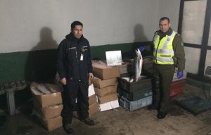 Los Ríos: Decomisan una tonelada de salmones transportados ilegalmente en un furgón