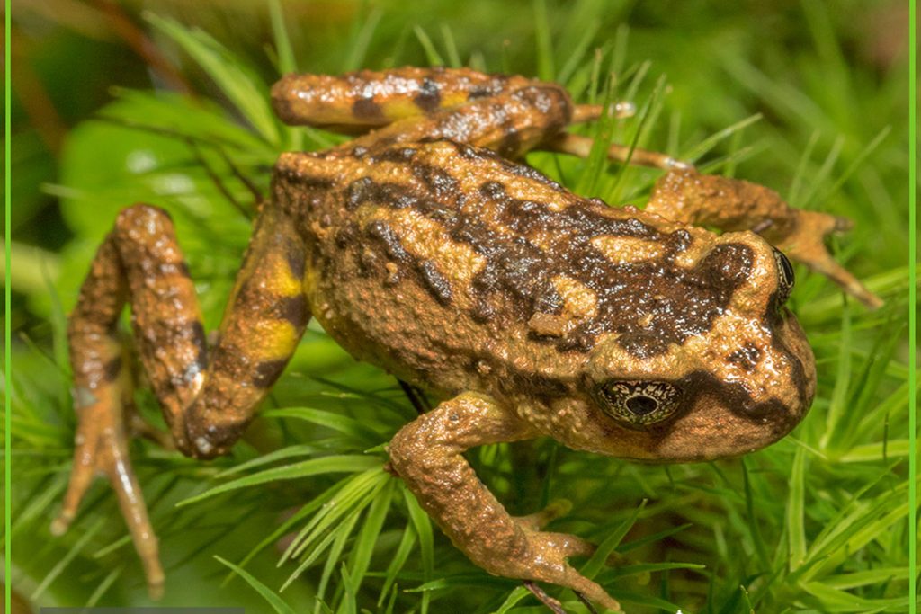 Valdivia: Exposición fotográfica permitirá conocer diferentes especies de ranas del sur del país