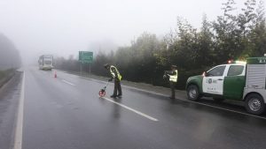 Grave se encuentra hombre atropellado por bus en Mariquina