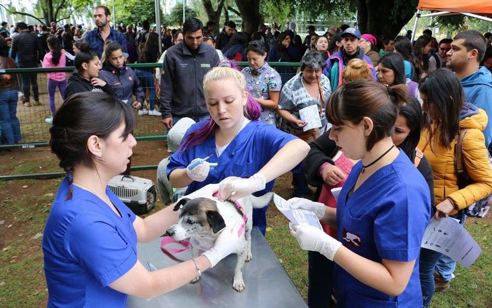 Valdivia contará con veterinaria municipal para la atención gratuita de mascotas