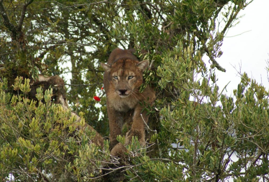 Organizaciones piden reforzar medidas de seguridad tras presunto ataque de puma en sector rural de Corral