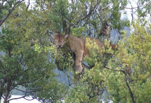 Capturan puma en sector Tres Chiflones de Corral y no descartan la presencia de más ejemplares