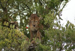 Rescatan a un puma que subió a la cima de un árbol en Río Bueno