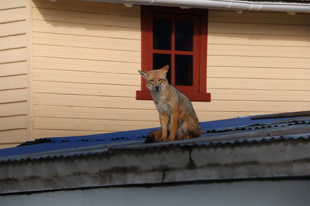 Rescatan a un zorro culpeo que caminaba en el techo de una vivienda de Río Bueno