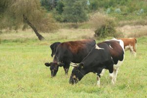 Quince predios se encuentran en cuarentena en Los Ríos por tuberculosis bovina