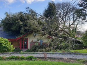 Tras intenso viento cayó un árbol sobre municipio de Lago Ranco