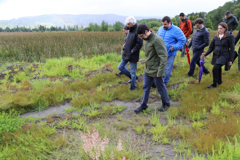 Tribunal Ambiental de Valdivia inspeccionó humedales Teja Sur y Angachilla ante demandas por rellenos