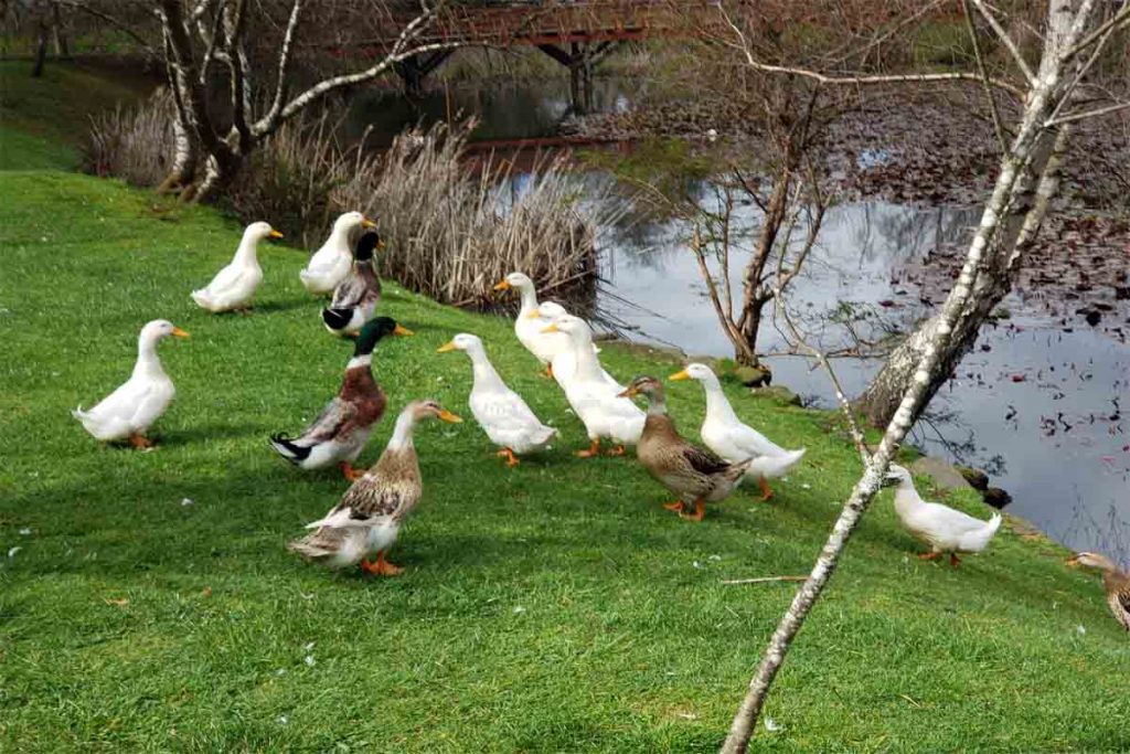 Vecinos denuncian muerte de patos ante poco aseo de laguna en Valdivia