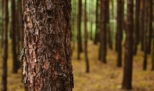 Trabajador murió tras ser golpeado por un árbol en faenas forestales en La Unión