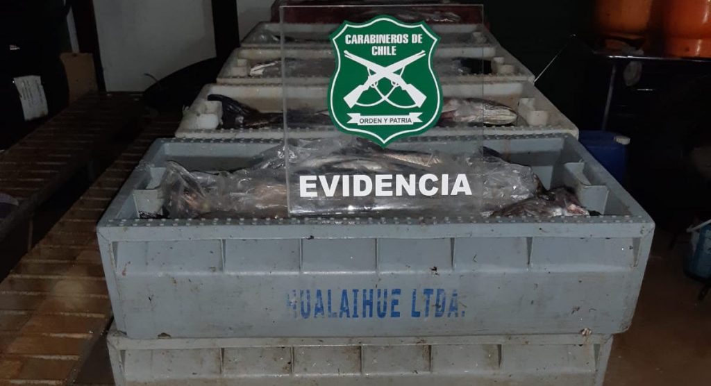 Los Ríos: Decomisaron cerca de mil 600 kilos de pescados en la Ruta 5 Sur