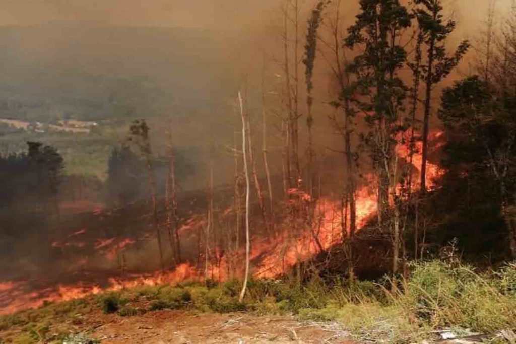 Levantan Alerta Amarilla que se mantenía por incendio forestal en Mariquina