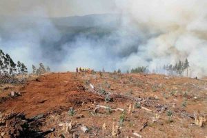 A 49 ascienden las hectáreas afectadas en incendio forestal de Mariquina