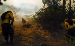 Declaran alerta roja por incendio forestal que consume más de 50 hectáreas en Paillaco