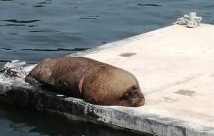 Rescatan a lobo marino herido con una cuerda en el río Valdivia